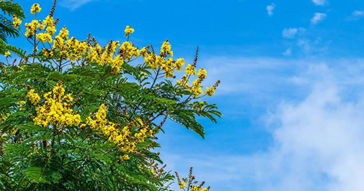 แผนแม่บทมหาวิทยาลัยสีเขียวเชิงรุก (พ.ศ. 2561)